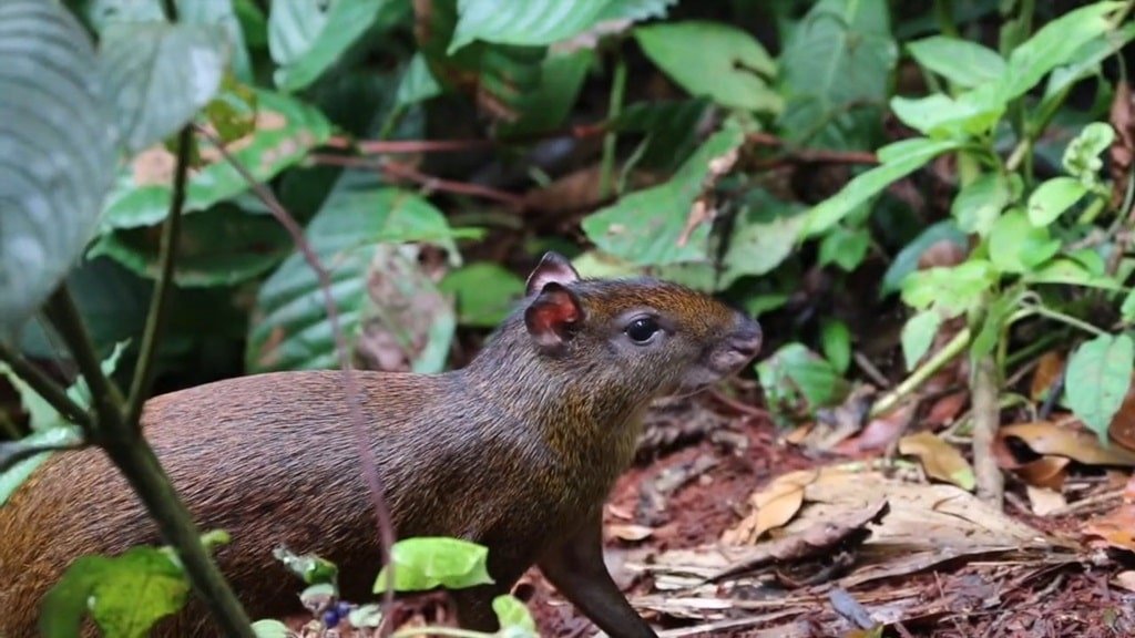 Agouti