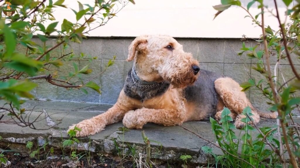 Airedale Terrier