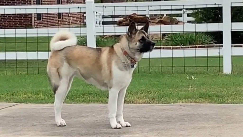 Akita Shepherd