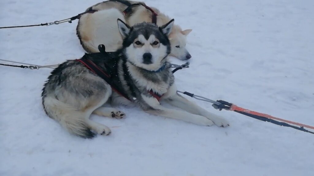 Alaskan Husky - animals that start with 1