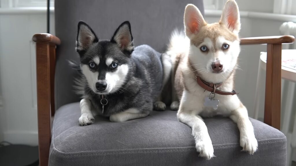 Alaskan Klee Kai - animals that start with 1