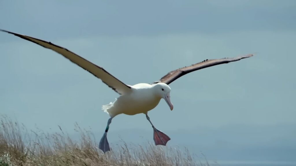 Albatross