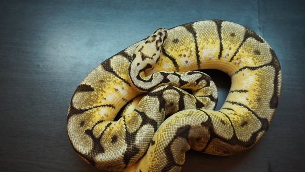 Albino (Amelanistic) Corn Snake