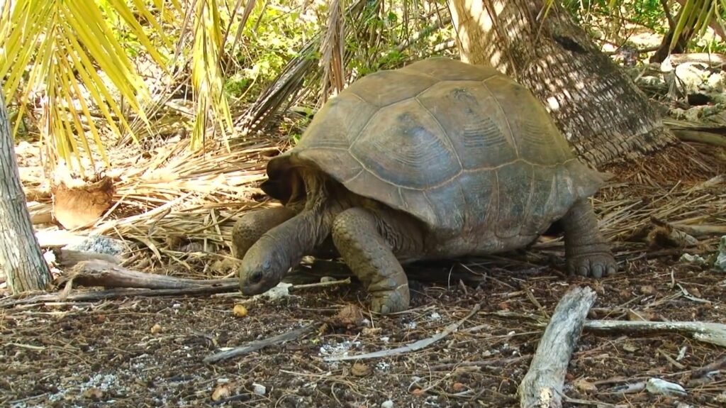 Aldabra Giant Tortoise