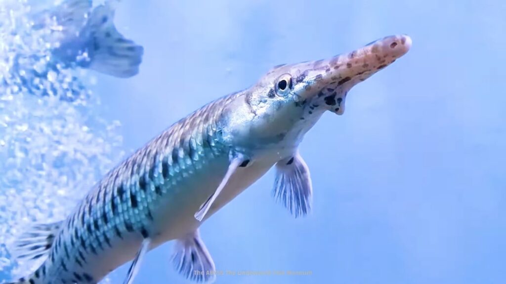 Alligator Gar