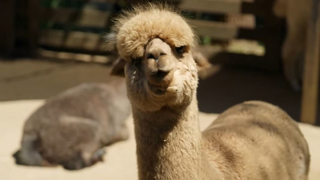 Alpaca picture