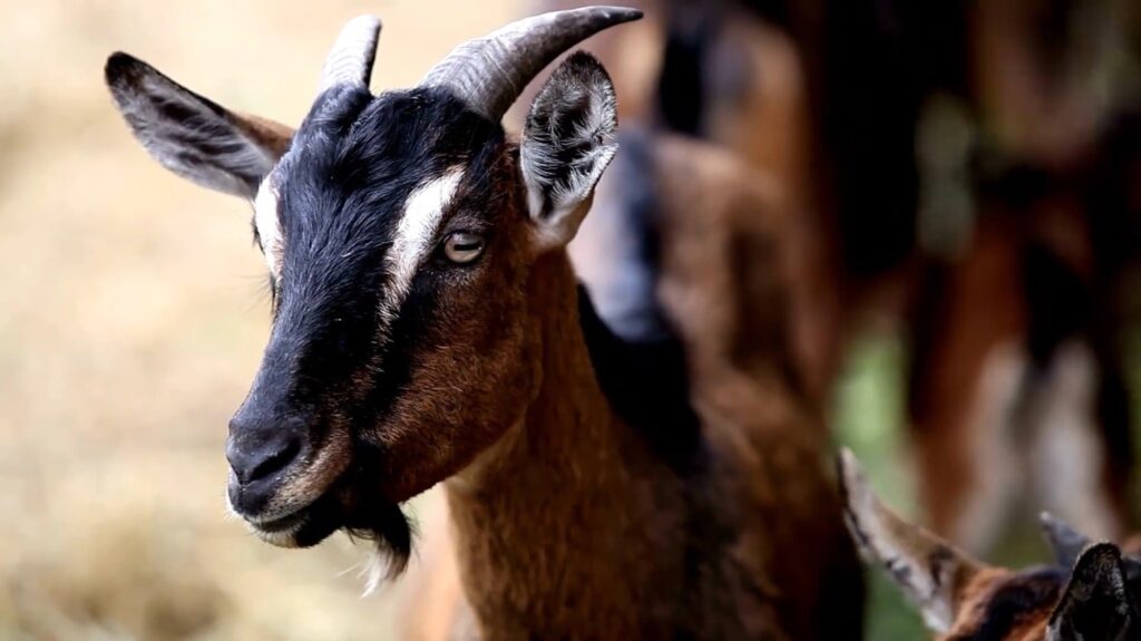 Alpine Goat