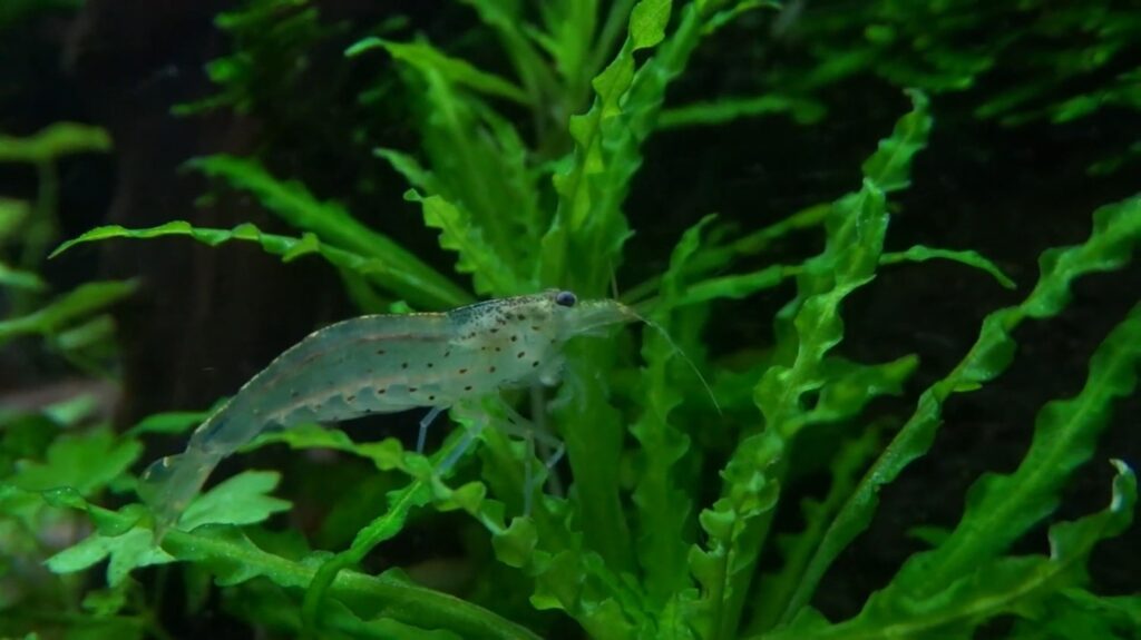 Amano Shrimp