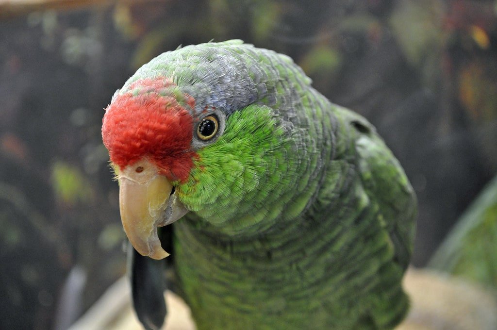 Amazon Parrot