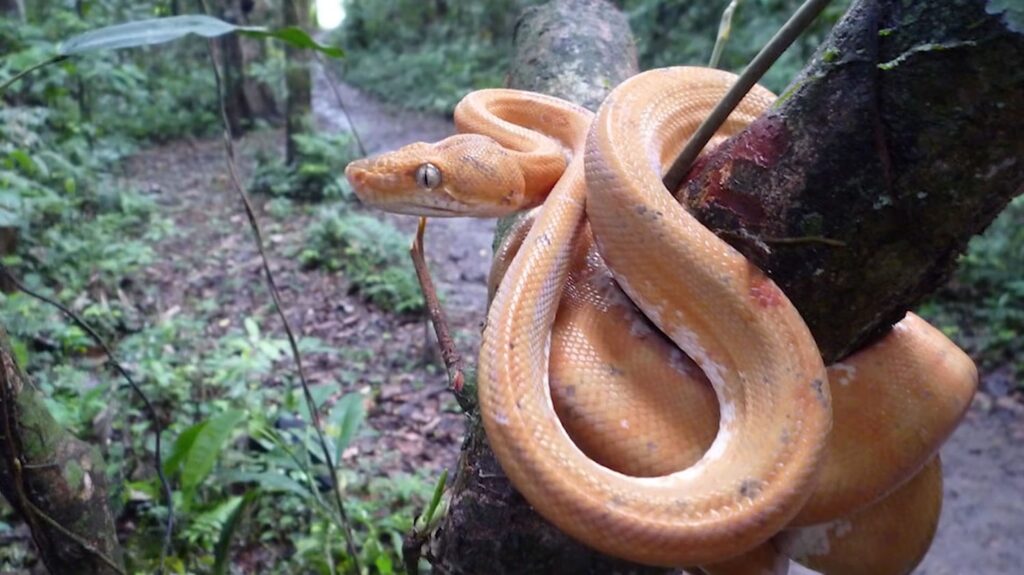 Amazon Tree Boa