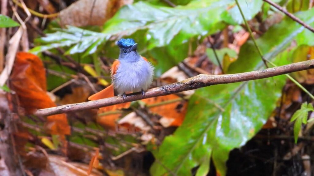 Amazonian Royal Flycatcher - animals that start with a