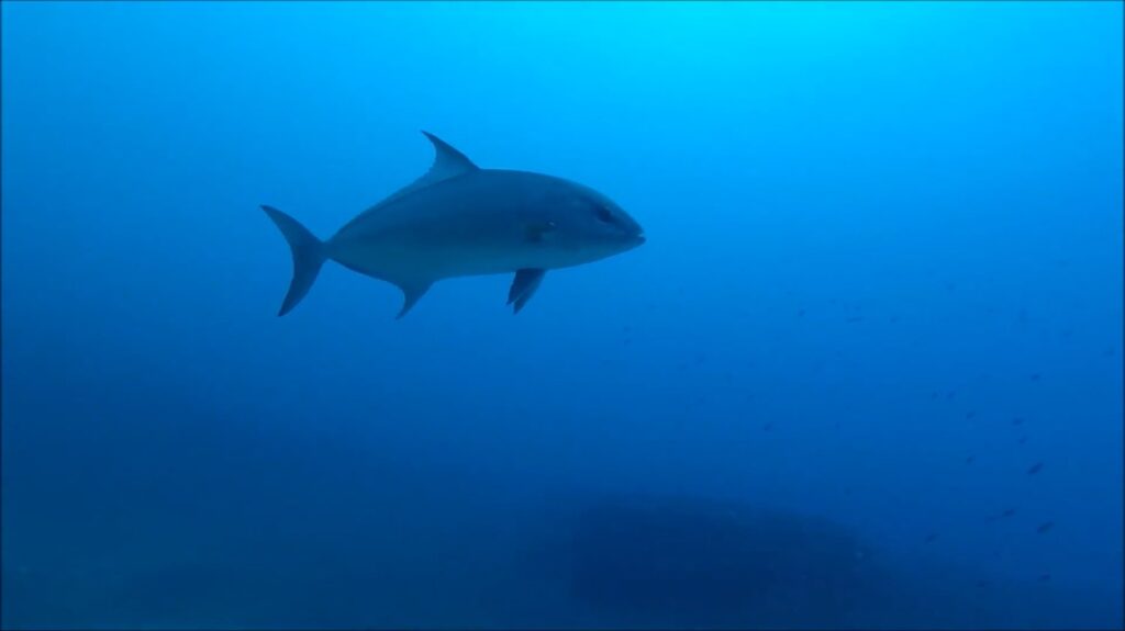 Amberjack - animals that start with a