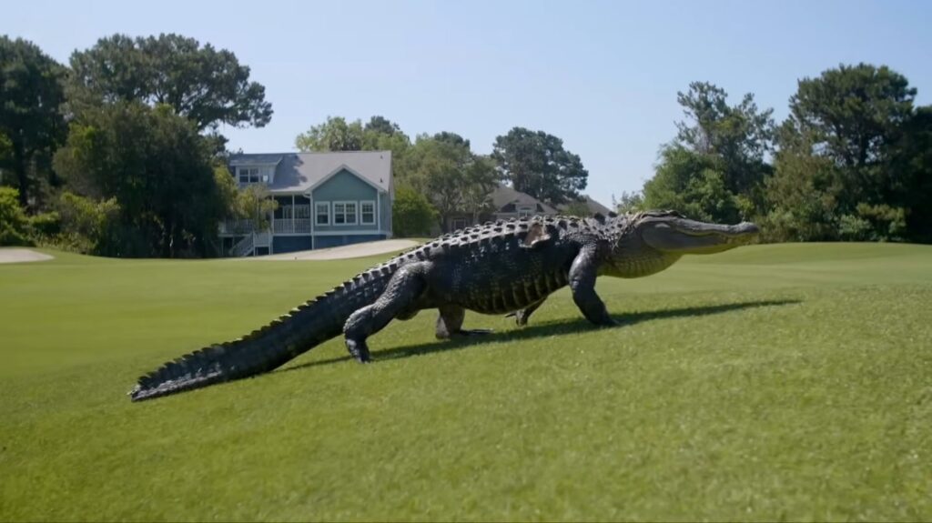 American Alligator