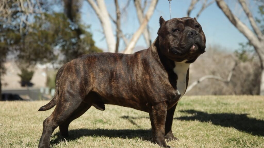 American Bully