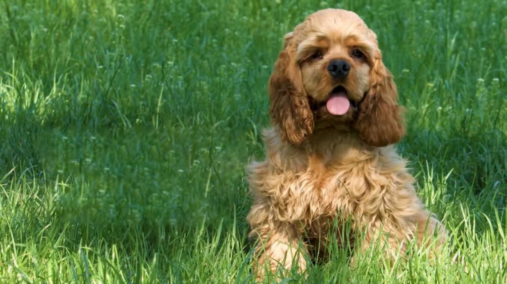 American Cocker Spaniel