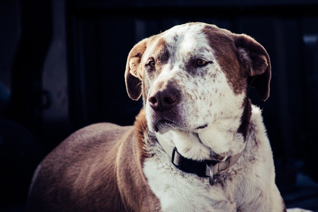 American Leopard Hound