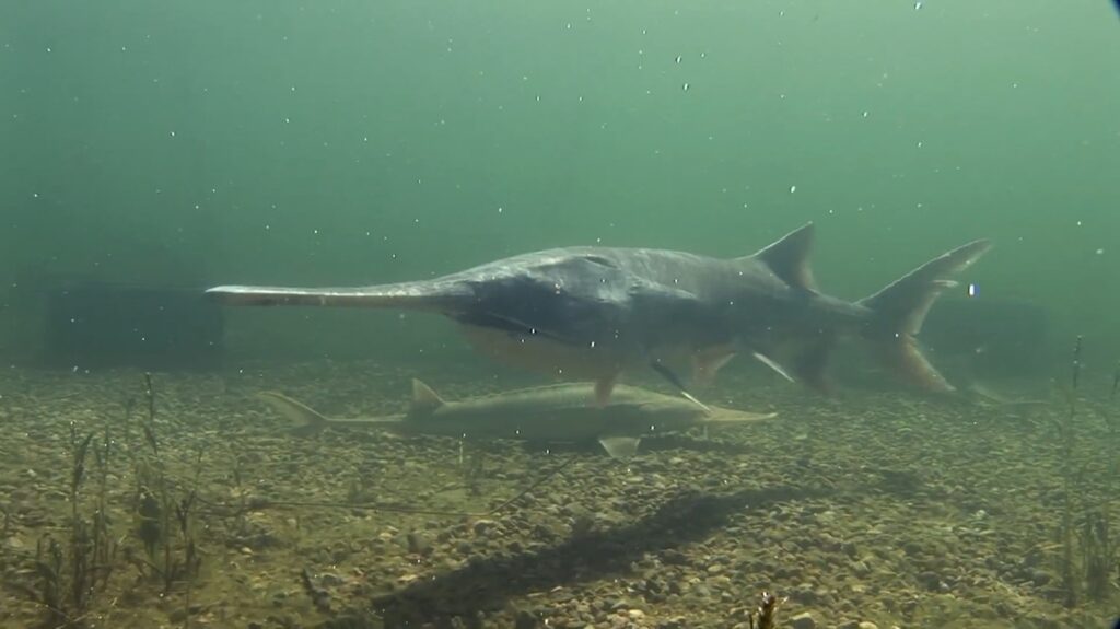 American Paddlefish