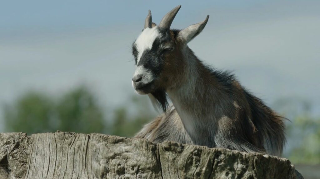 American Pygmy Goat