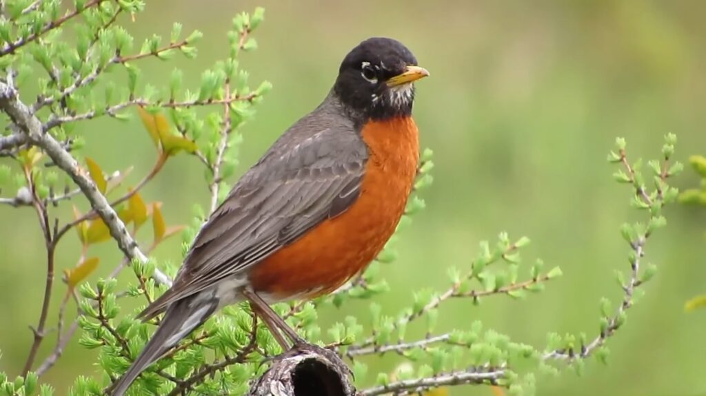 American Robin