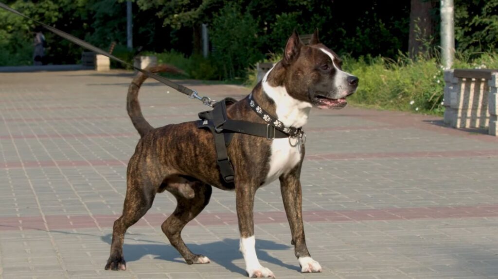 American Staffordshire Terrier - animals that start with a