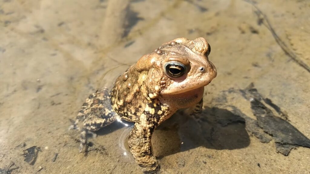 American Toad - animals that start with a