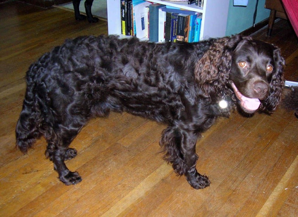 American Water Spaniel - animals that start with a