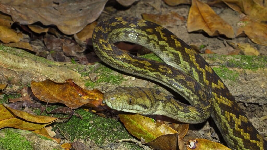 Amethystine Python (Scrub Python)