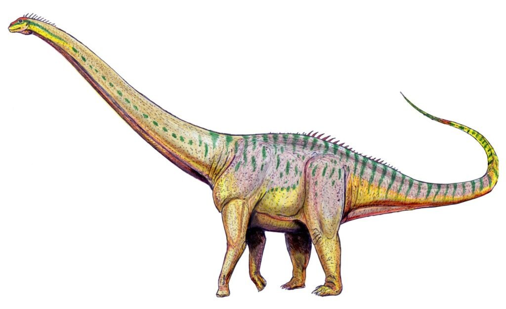 Amphicoelias Fragillimus