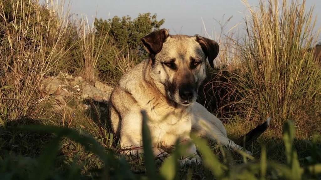 Anatolian Shepherd Dog