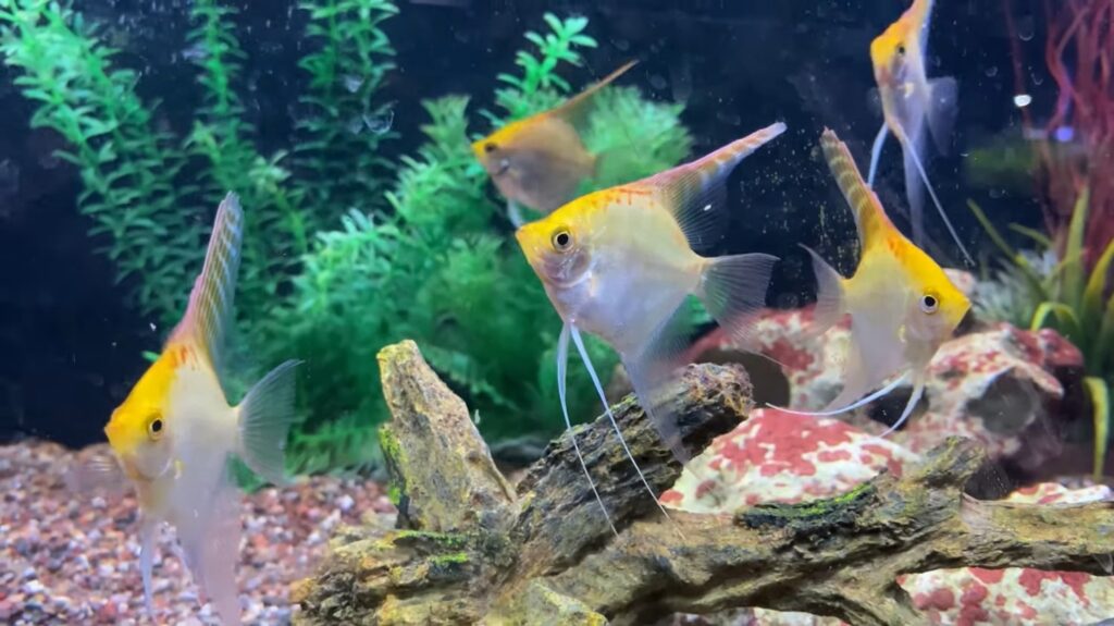 Angelfish