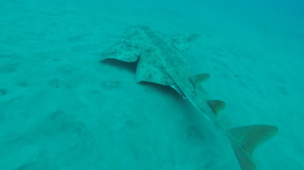 Angelshark