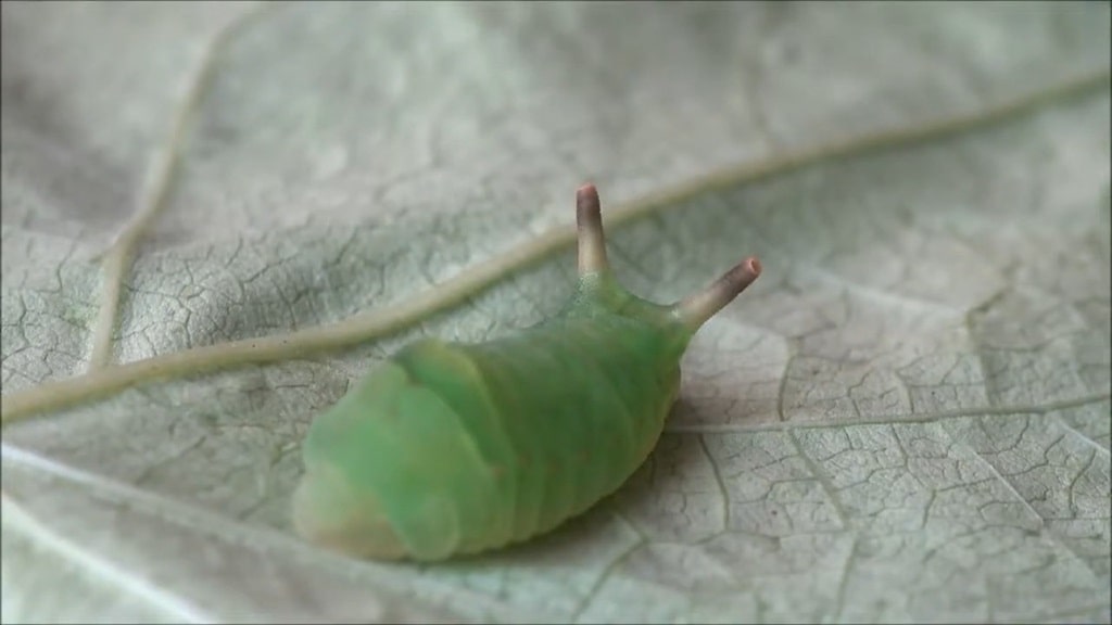 Angled Sunbeam Caterpillar