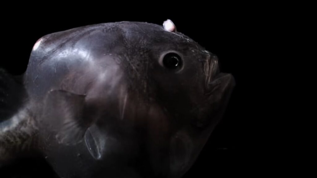 Anglerfish