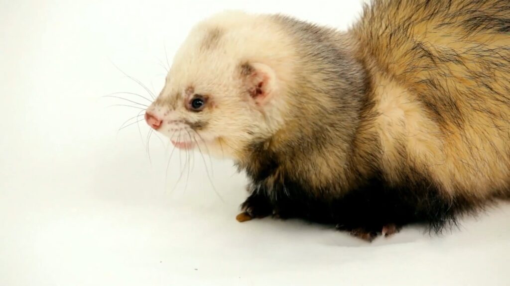 Angora Ferret