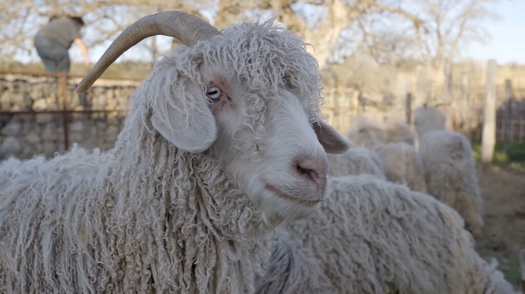 Angora Goat