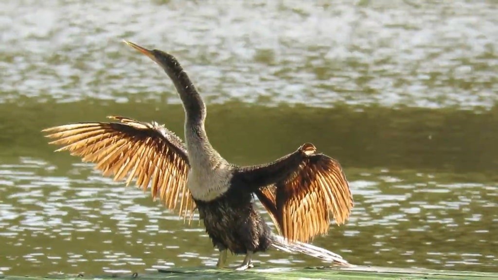 Anhinga