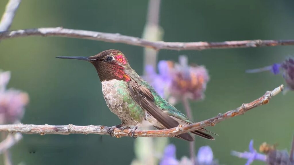 Anna’s Hummingbird