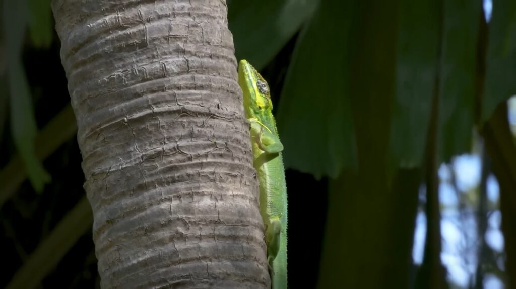 Anole Lizard