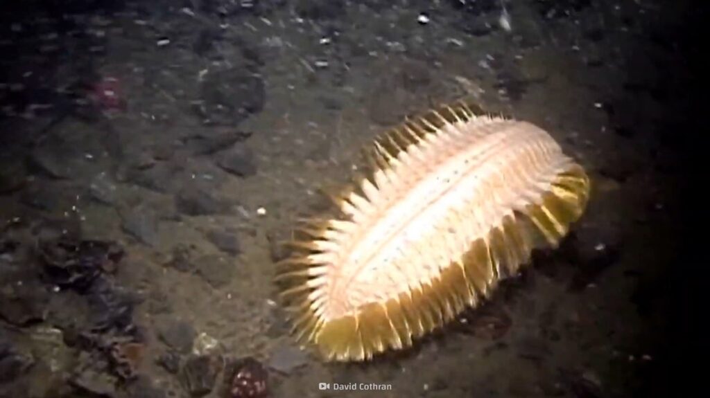 Antarctic Scale Worm - animals that start with a