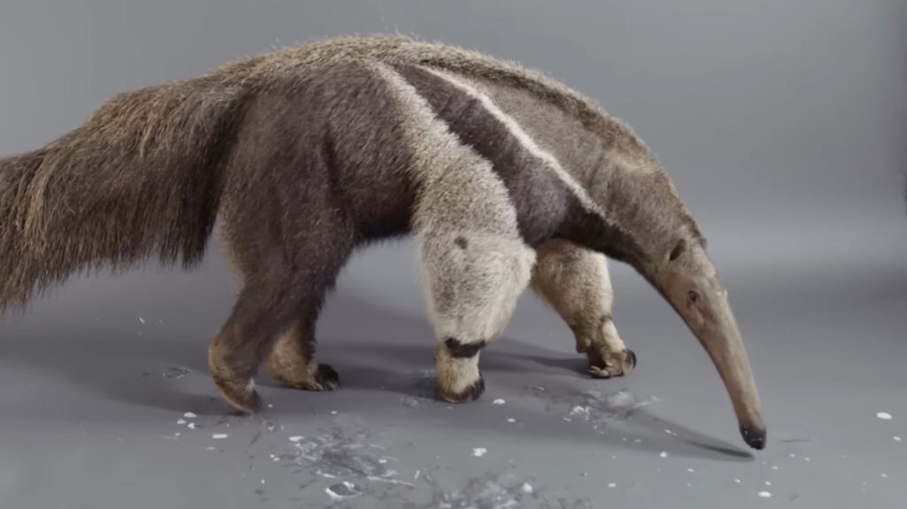 Anteater - animals that start with a