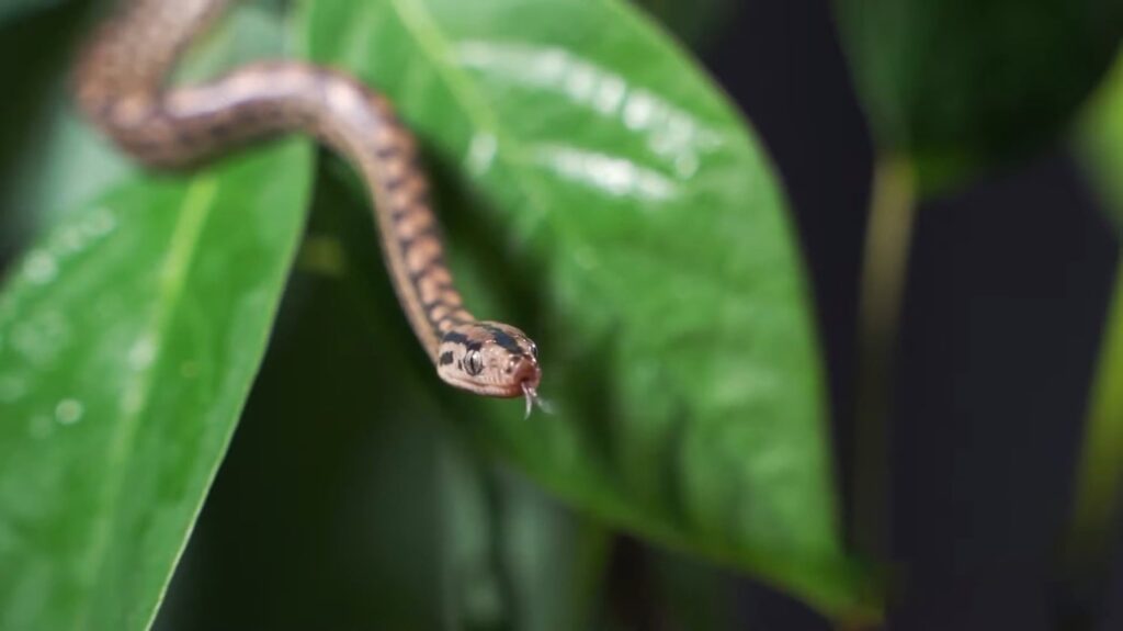 Antiguan Racer Snake