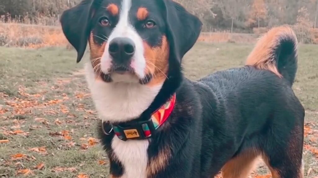 Appenzeller Dog