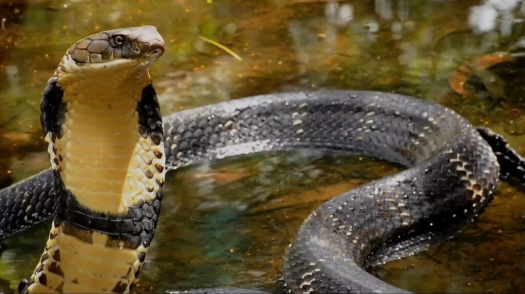 Arabian Cobra