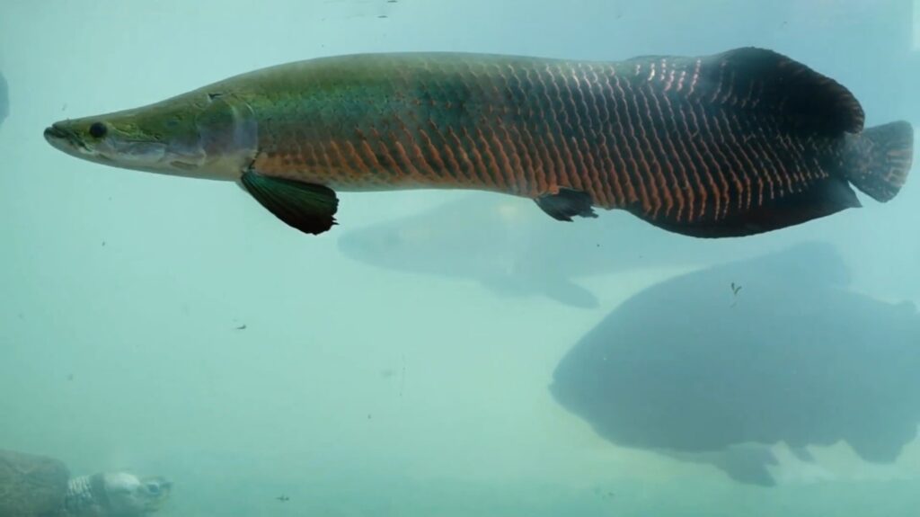 Arapaima