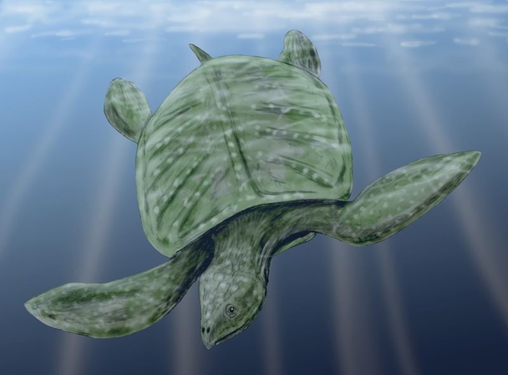 Archelon Turtle