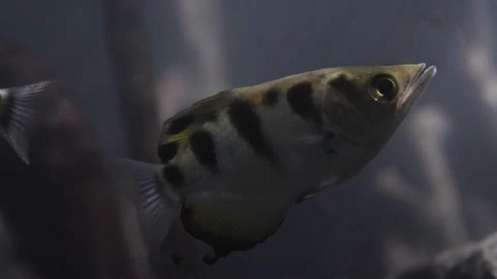 Archerfish - animals that start with a