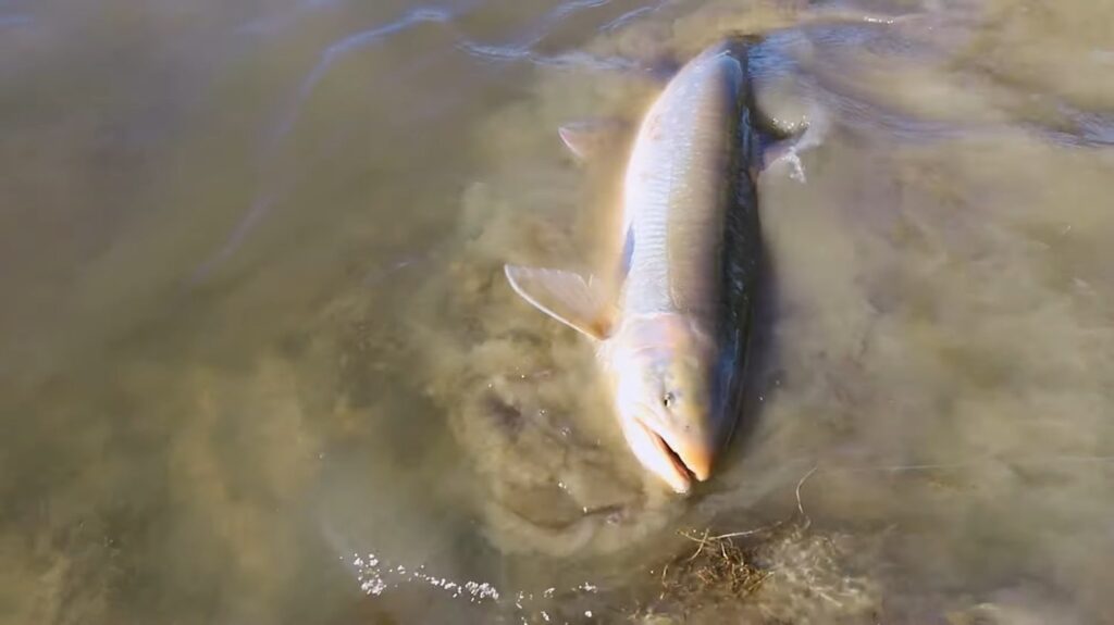 Arctic Char - animals that start with a