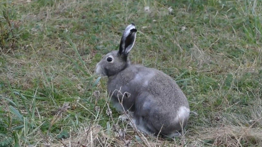 Arctic Hare - animals that start with a