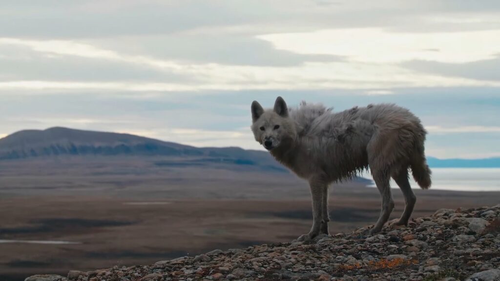 Arctic Wolf - animals that start with a