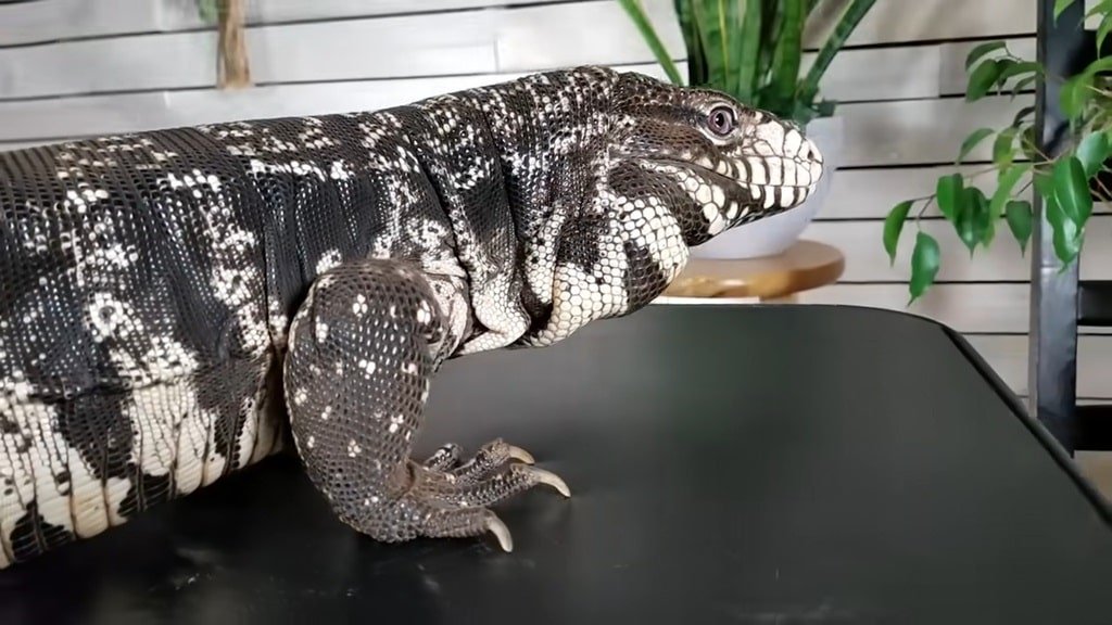 Argentine Black and White Tegu